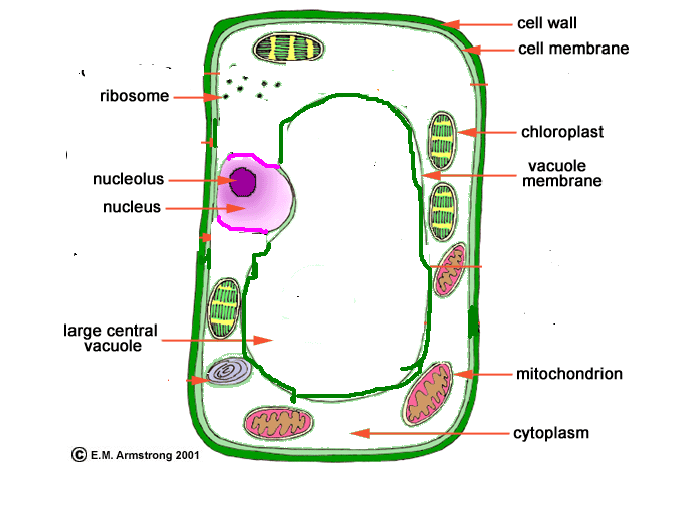 CBSE Class 8 Science Cell Structure And Functions Notes Set B Concepts